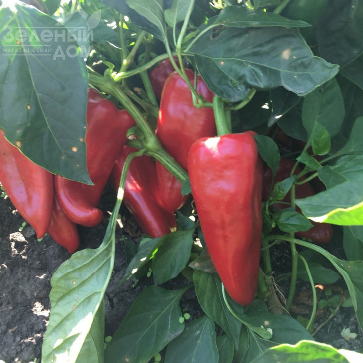 Портека F1 / Porteca F1,70-75 днів фото 1