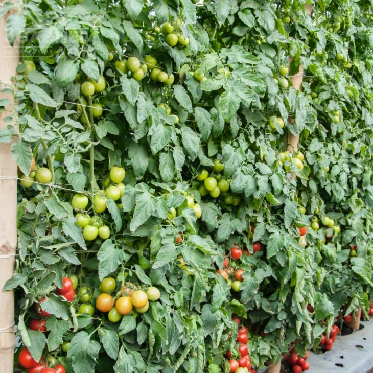 Томоко F1 / Tomoko F1,70-75 дней фото 1