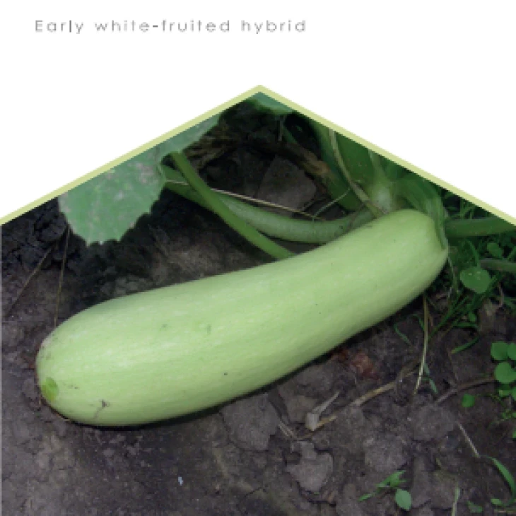 Ленуца F1 / Lenuca F1 фото 1