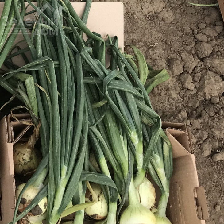 Чаірмен F1 / Chairman F1 фото 4