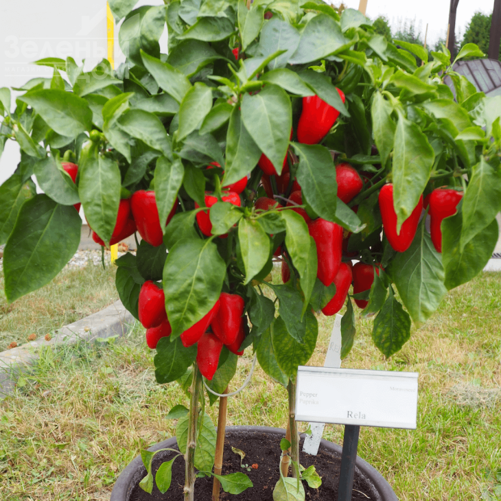 Рела / Rela фото 1