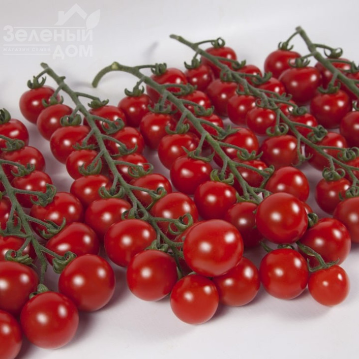 Ітіро F1 (КС 4559 F1) / Іtiro F1 (KS 4559 F1),105-115 днів фото 1