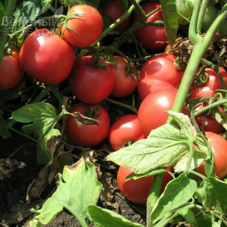 Тарпан F1 / Tarpan F1,98-105 днів фото 2