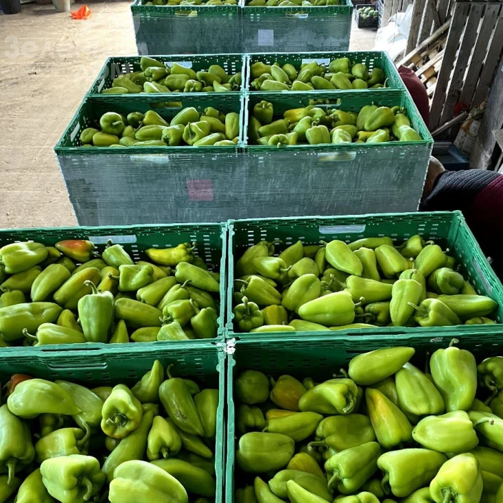 Поло F1 / Polo F1 фото 2