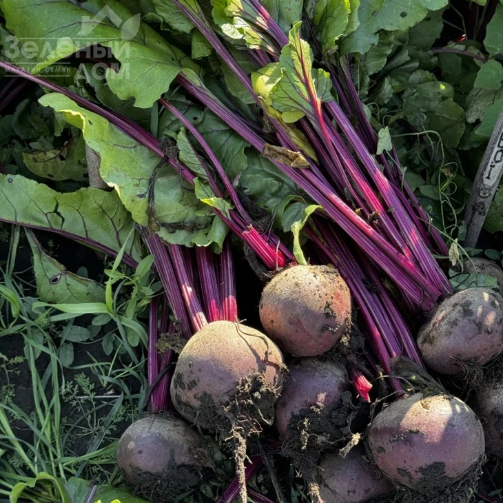 Руби Бой F1 / Ruby Boy F1, 100-105 дней фото 3