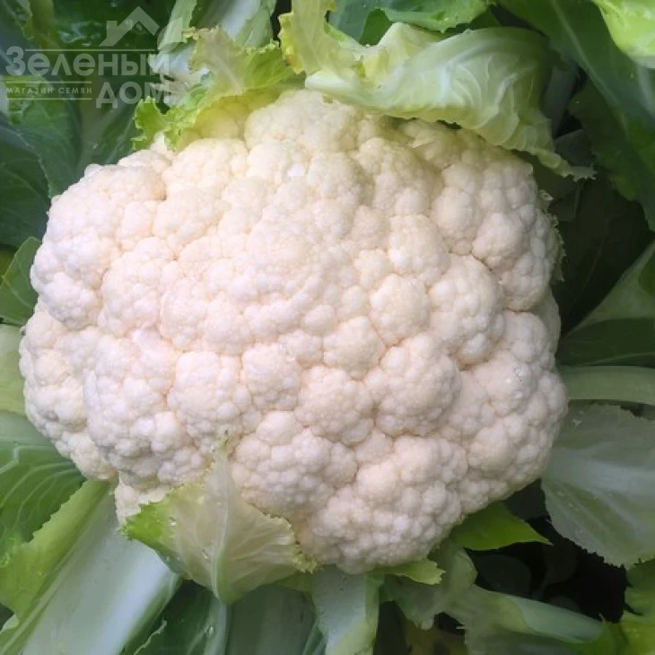 Новария F1 / Novaria F1,75-80 дней фото 1