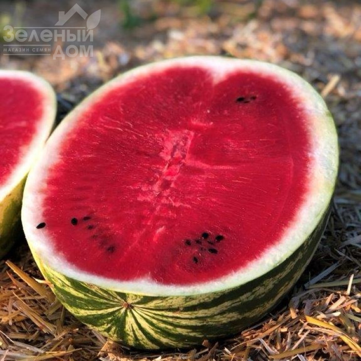 Балатон F1 / Balaton F1, 60-62 дні фото 1