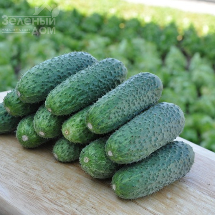 Чайковський F1 / Chaikovskiy F1,40 днів фото 1