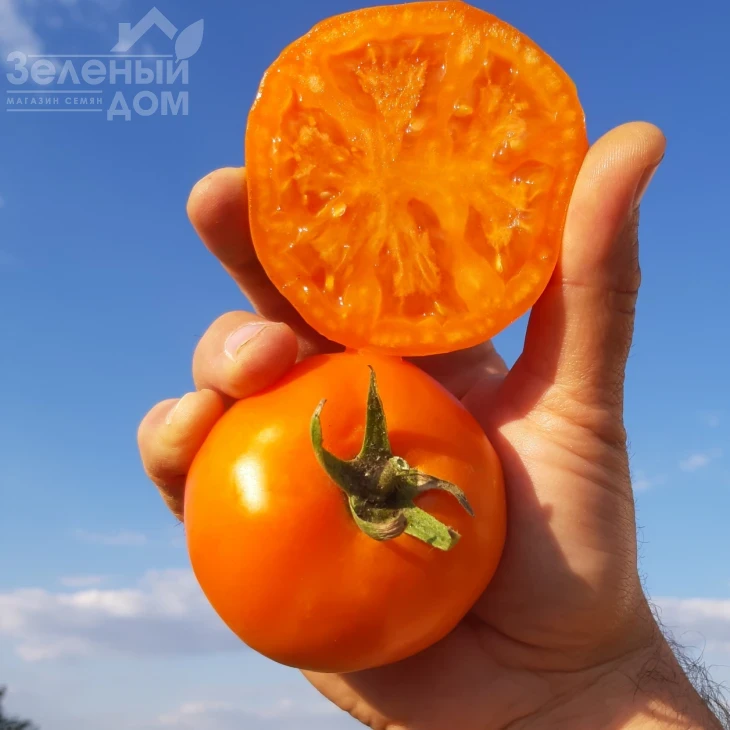 Батур F1 / Batur F1, 65-70 дней фото 1