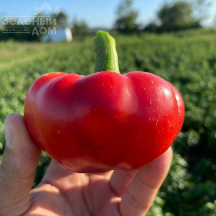 Вераче F1  (П 16262) / Verache F1 (Р 16262)  фото 1