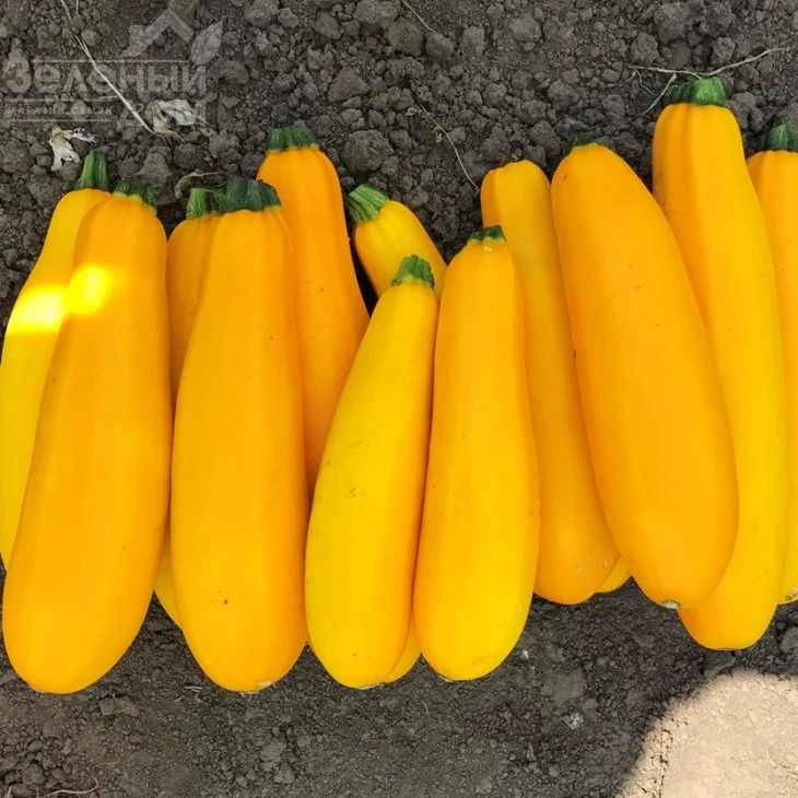 Эклер F1 (PL 6010) / Ekler F1 (PL 6010), 45 дней фото 2