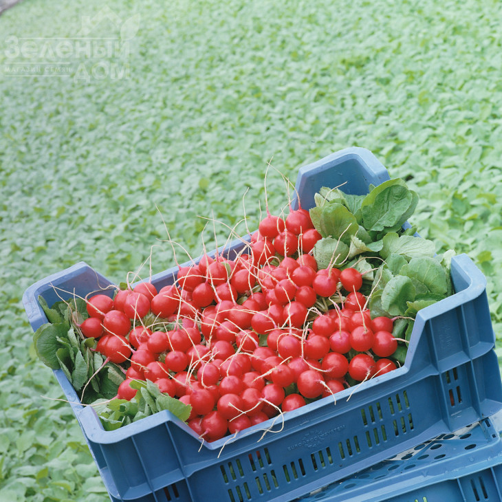 Стеллар F1 / Stellar F1,23-25 днів фото 1