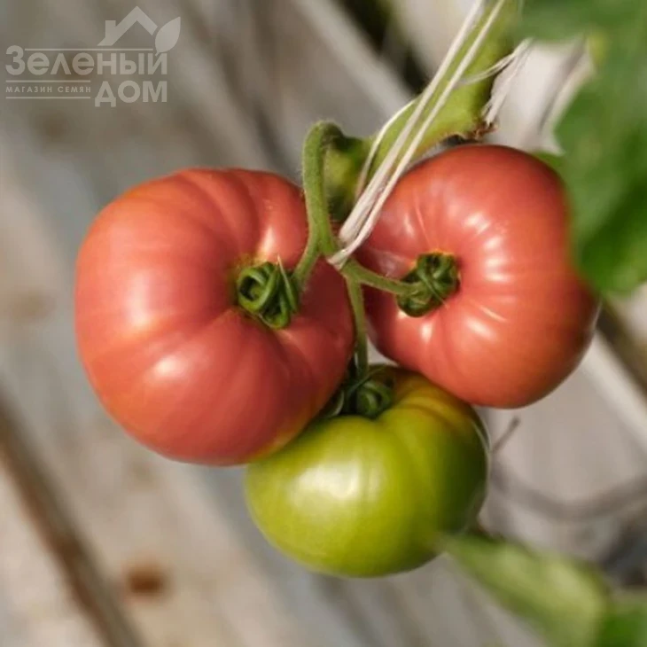 Мануса F1 / Manusa F1,105-115 дней фото 4