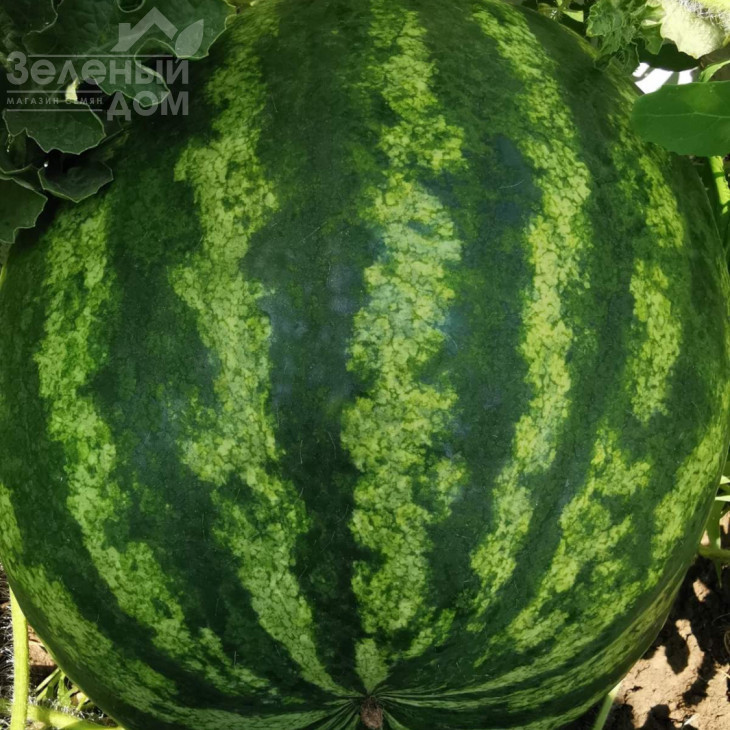 Тейтум (INX 1805) F1 / Taytum (INX 1805) F1,60-65 днів фото 3