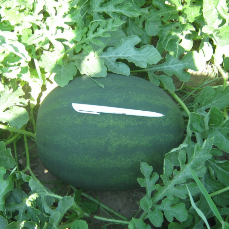 Лахат F1 / Lahat F1,70-75 днів фото 1