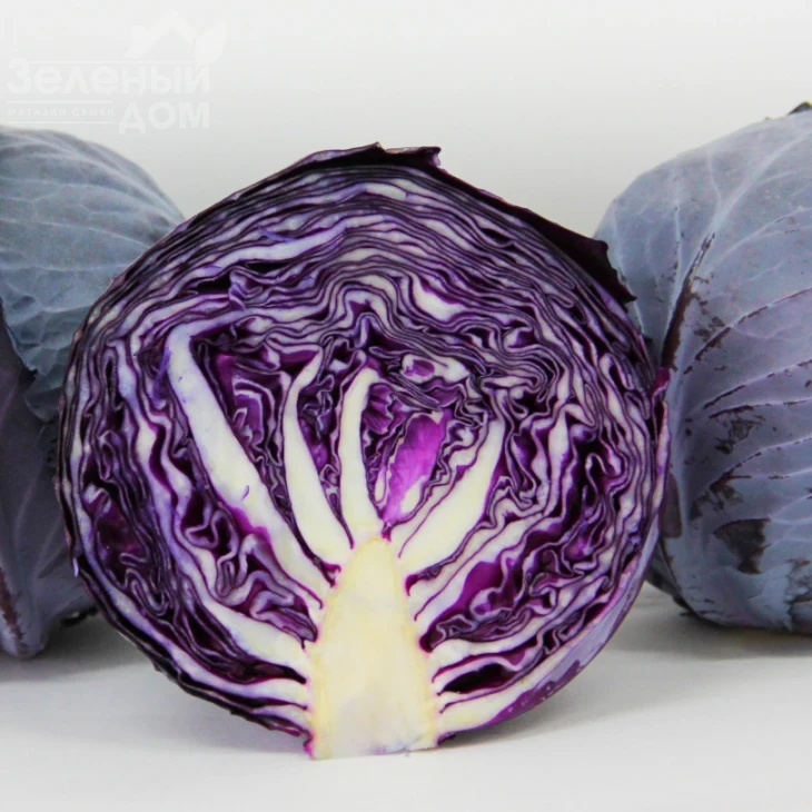 Корнет F1 / Kornet F1,85-90 дней фото 1