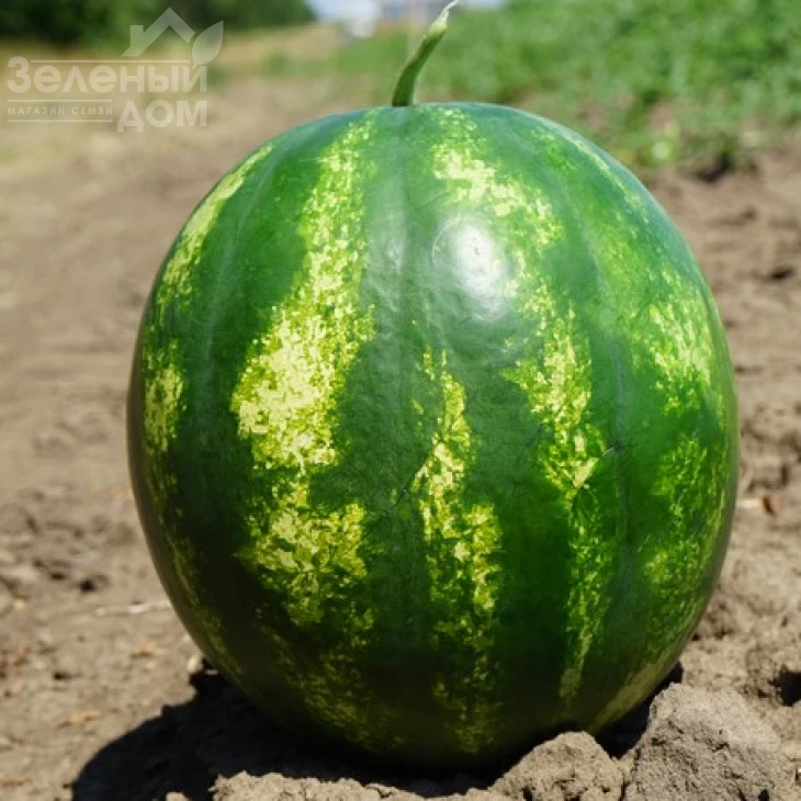 Целин F1 / Celin F1,60 дней фото 3