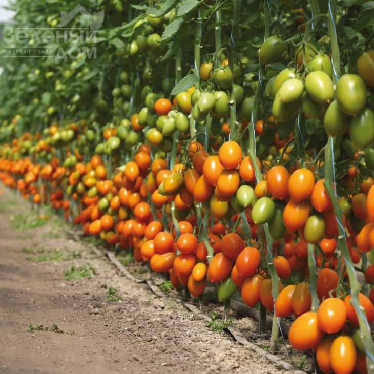 Бенігара F1 (КС 1430 F1) / Benigara F1 (KS 1430 F1),105-115 днів фото 1