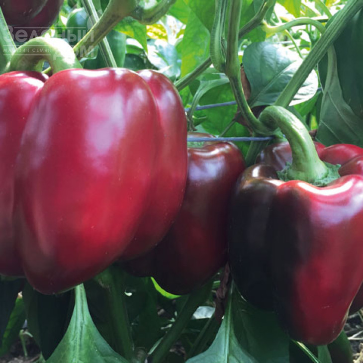 Алміранте F1 / Almirante F1 фото 1