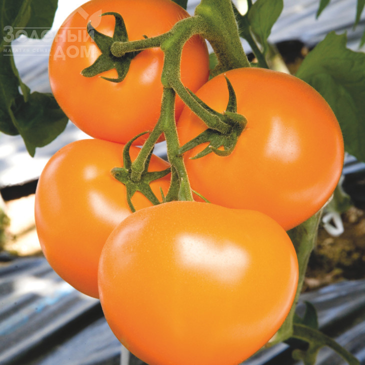 Тайо (Ti – 169) F1 Маматаро Голд / TI - 169 F1 (Tojo),85-95 днів фото 1