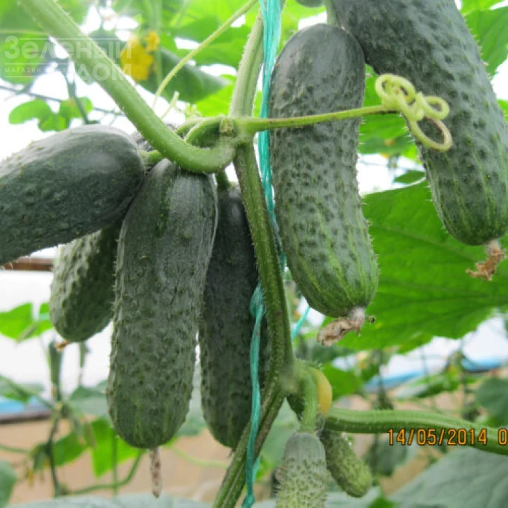 Каролина F1 / Karolina F1,45 дней фото 2