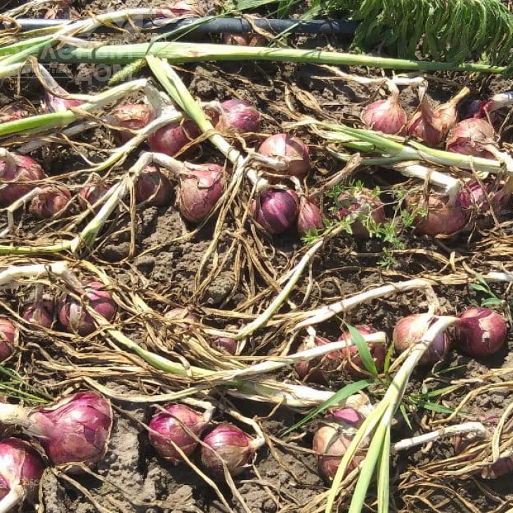 Фабула F1 / Fabula F1 фото 3