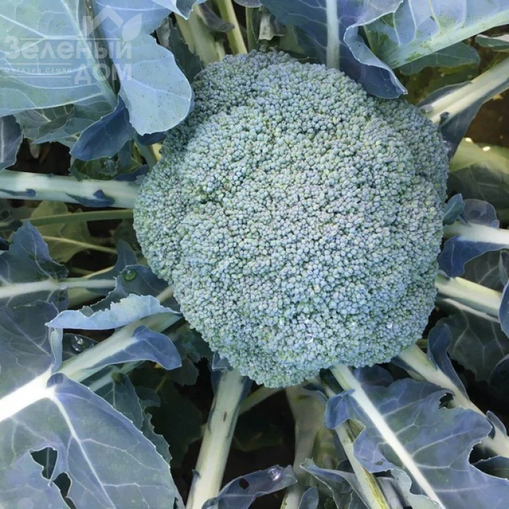 Вавилон F1 / Vavylon F1,65-70 дней фото 2