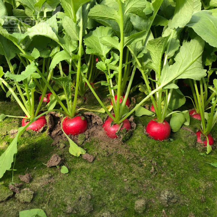 Бодіам F1 / Bodiam F1, 20-25 днів фото 1