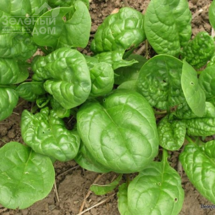 Монорес / Monores,30-40 днів фото 1