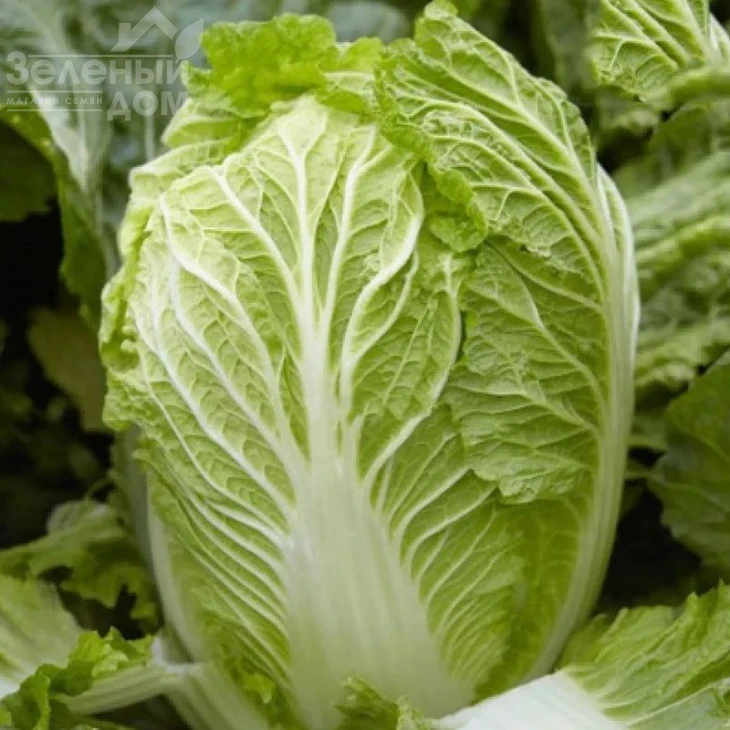 Марио F1 / Mario F1,62-65 дней фото 1