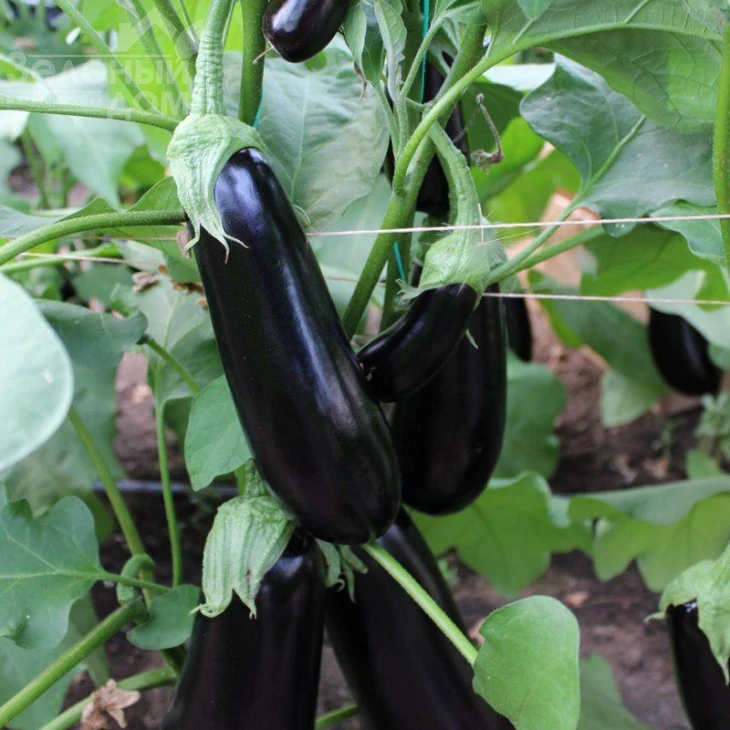 Октавия F1 / Oktaviya F1,65 дней фото 1