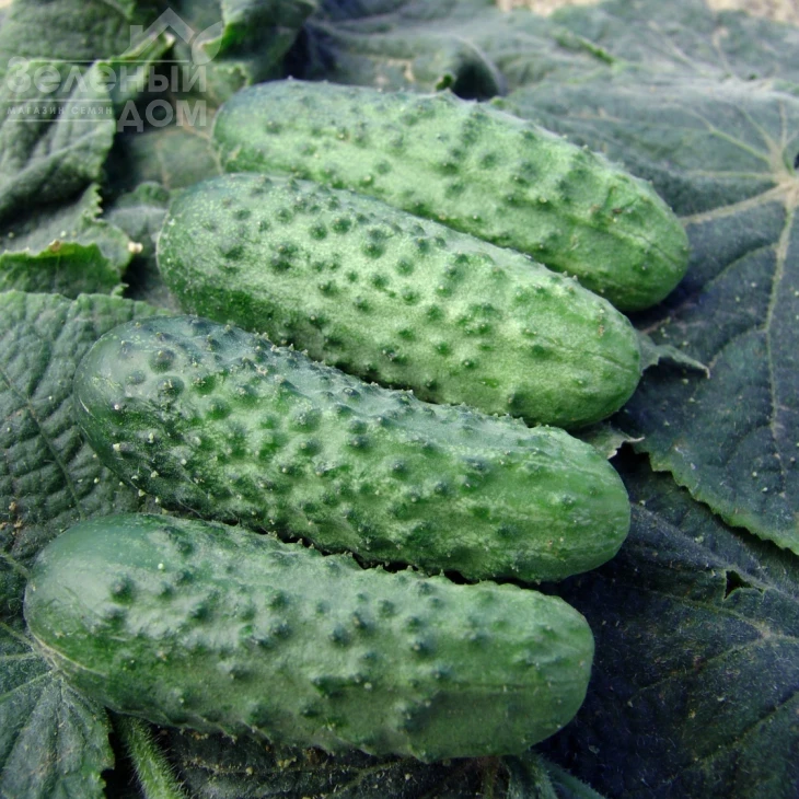 Алице F1 / Alice F1 фото 1