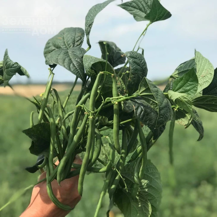 Месси / Messi,58-62 дня фото 3