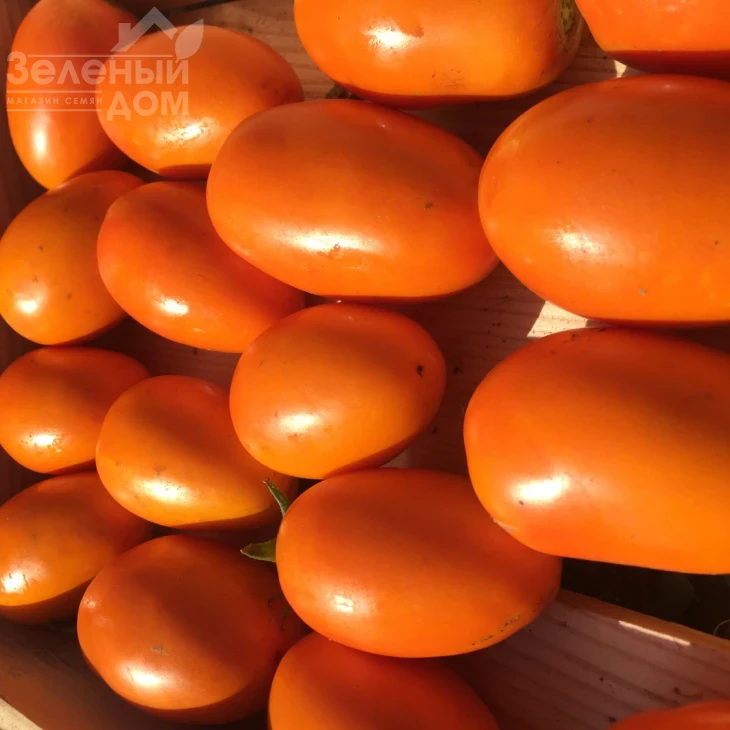 Оранж Плам F1 / Orange Plam,100 дней фото 5