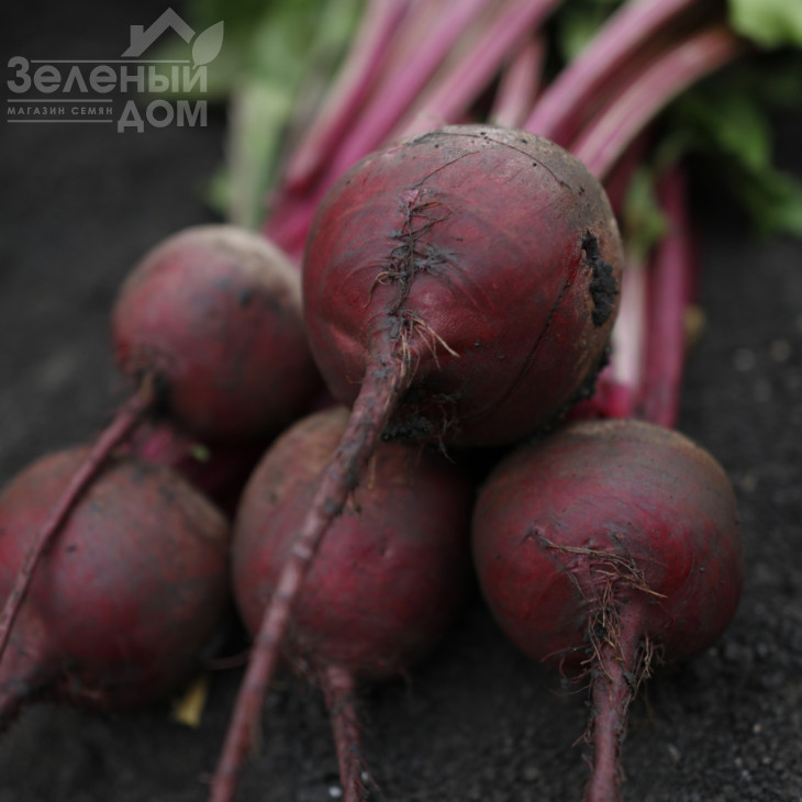 Аурора F1 / Aurora F1  фото 1