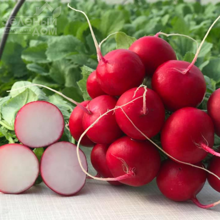 Меліто F1 / Melito F1,20-25 днів фото 1