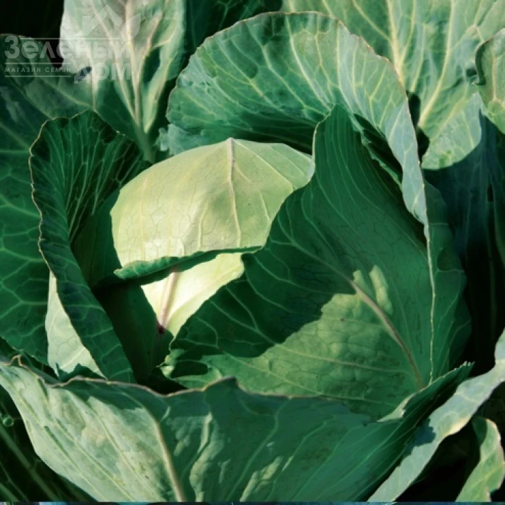 Кататор F1 / Katator F1,80-85 дней фото 3