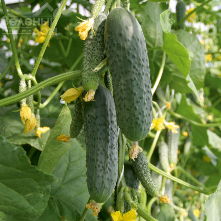 Атаман F1 / Ataman F1,41-46 днів фото 1