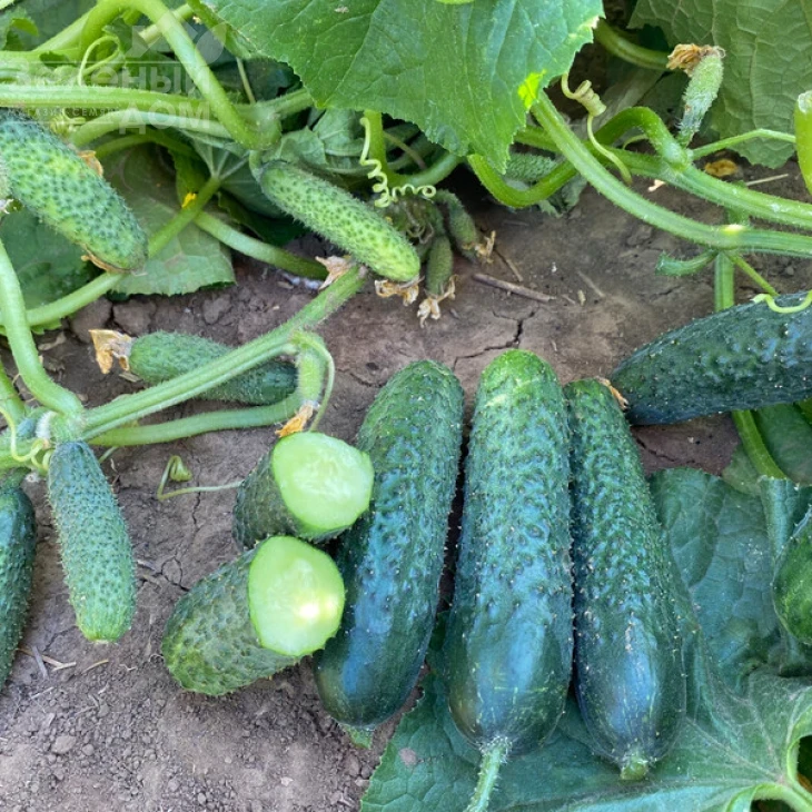 Рубинштейн F1 / Rubinstein F1 фото 2