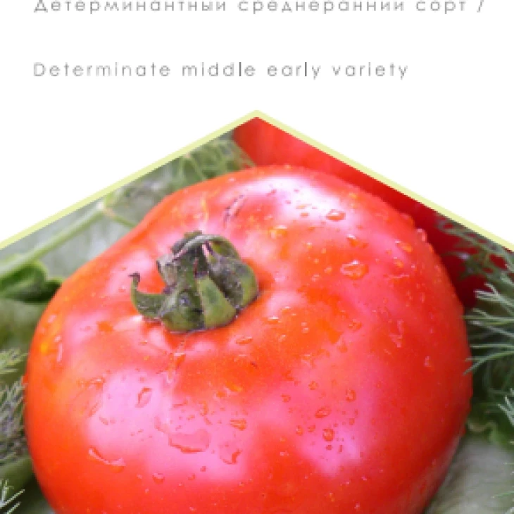 Спартак / Spartak фото 1