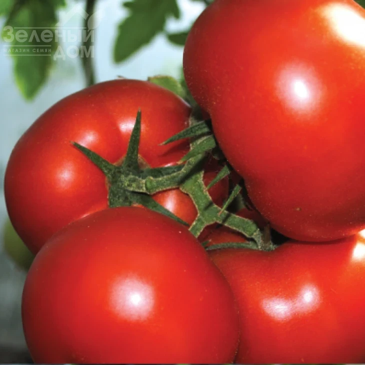 Панекра F1 / Panekra F1,58-60 дней фото 1