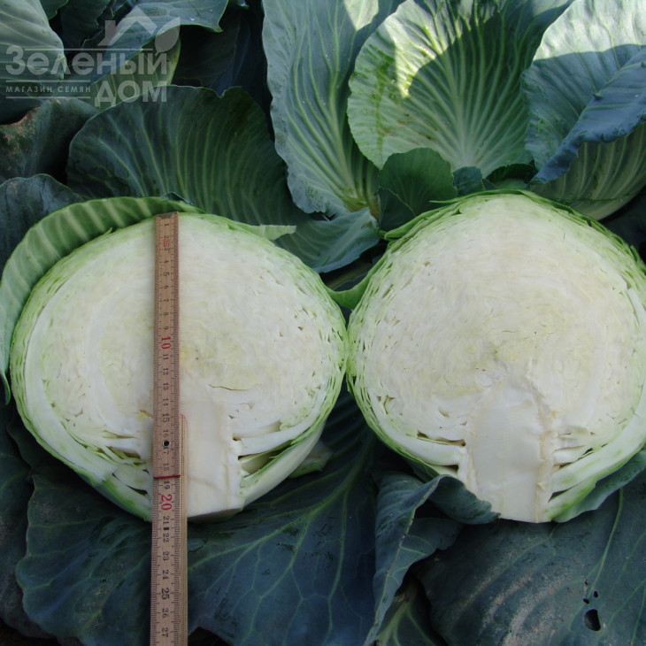 Таргет F1 / Target F1,125-130 днів фото 2