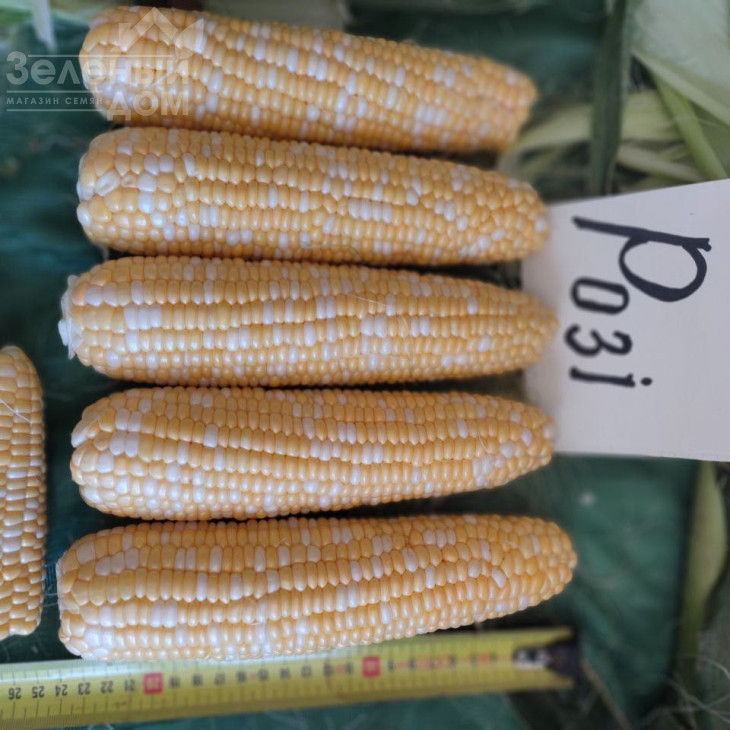 Розі F1 / Rozi F1, 73-74 дні фото 2