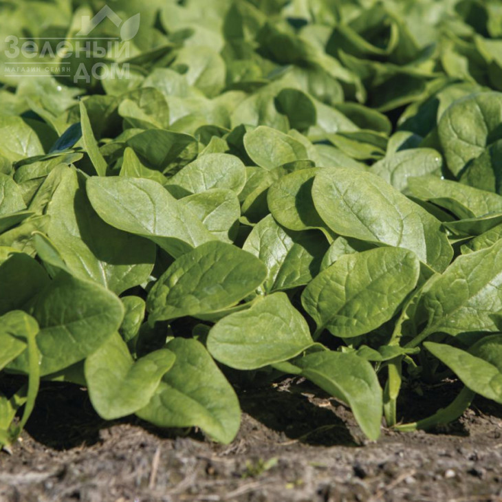 Кросстрек F1 / Krosstrek F1 фото 2