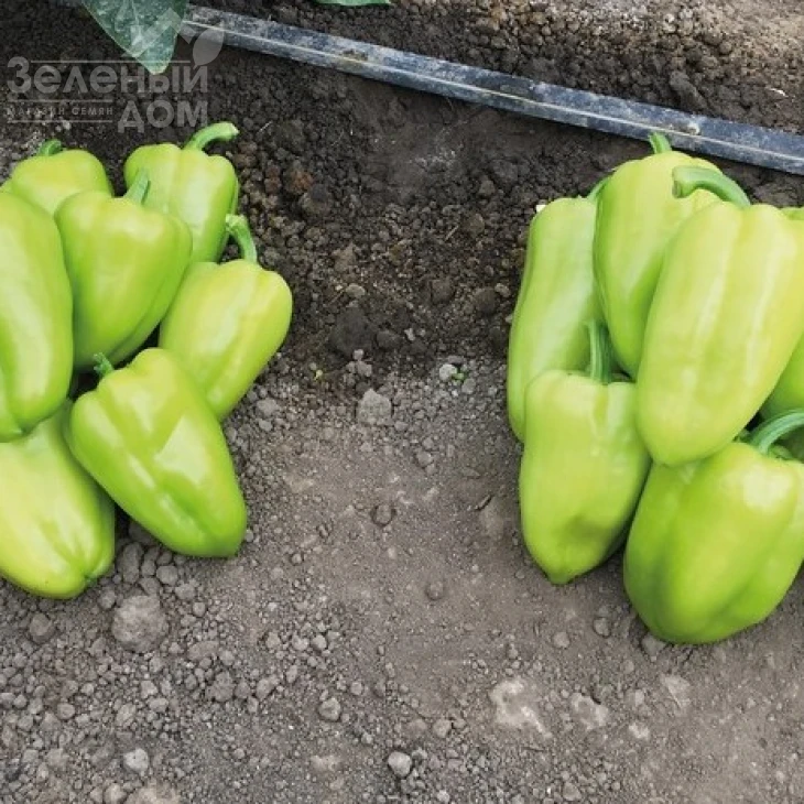 Иветта F1 / Ivetta F1 фото 1