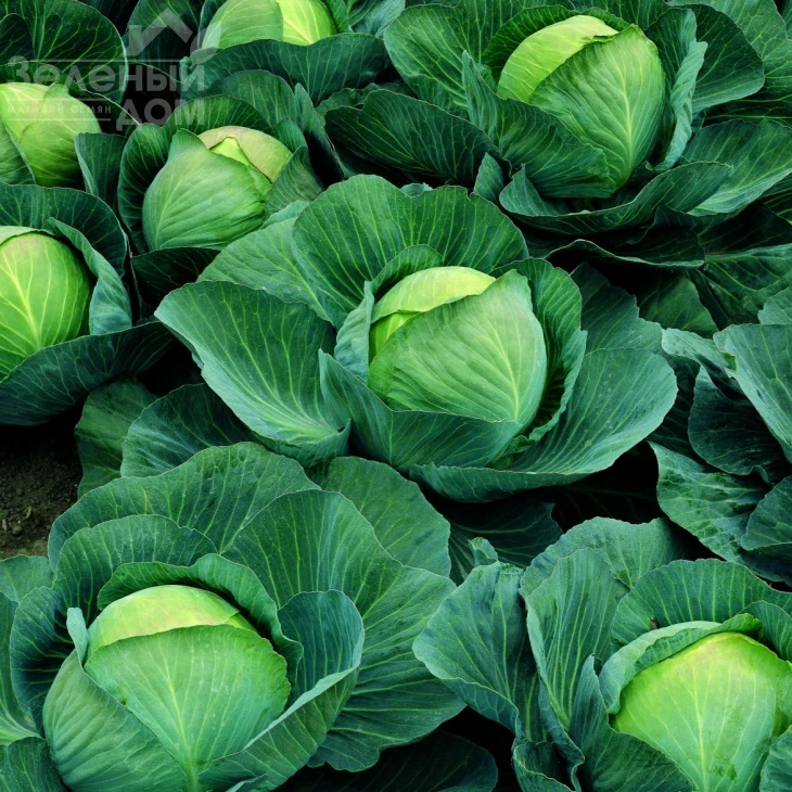 Атрия F1 / Atria F1, 115-120 дней фото 1