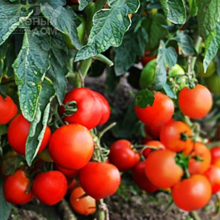 Даруна F1 / Daruna F1,115 днів фото 2