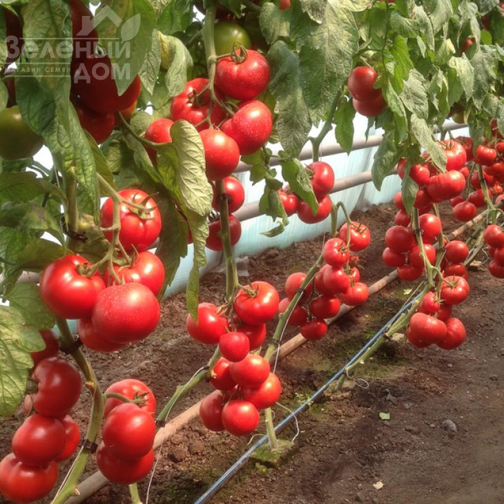 Васанта F1 / Vasanta F1,105-110 днів фото 2