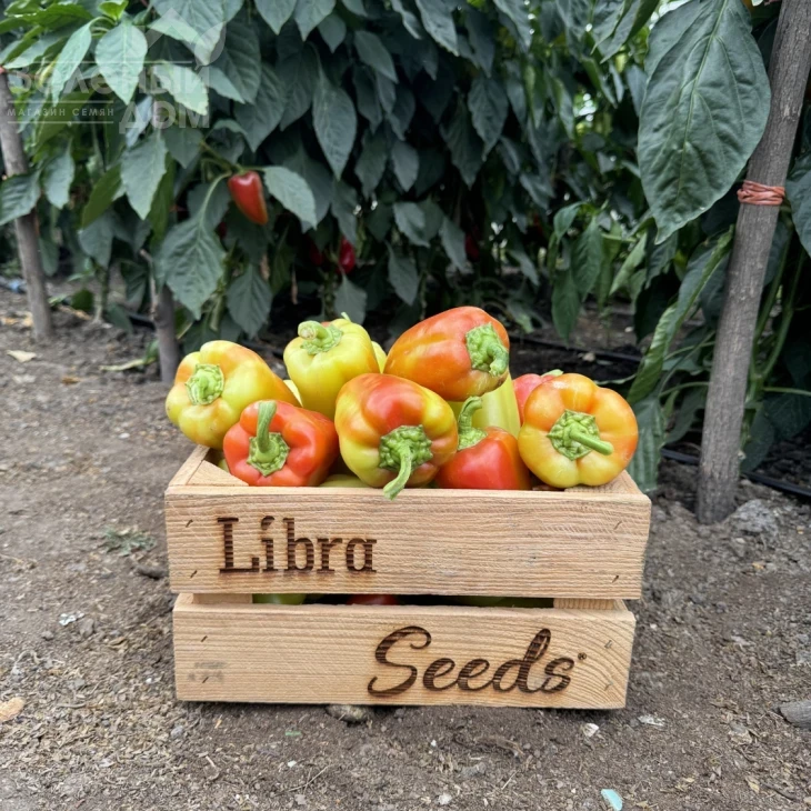 Рубикон F1 / Rubikon F1, 52-57 дней фото 1