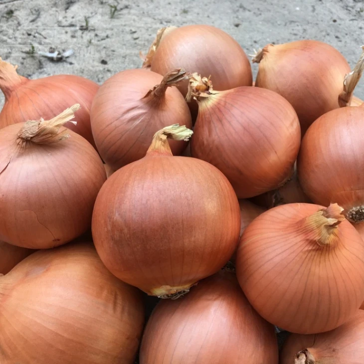 Ногал F1 / Nogal  F1 фото 1